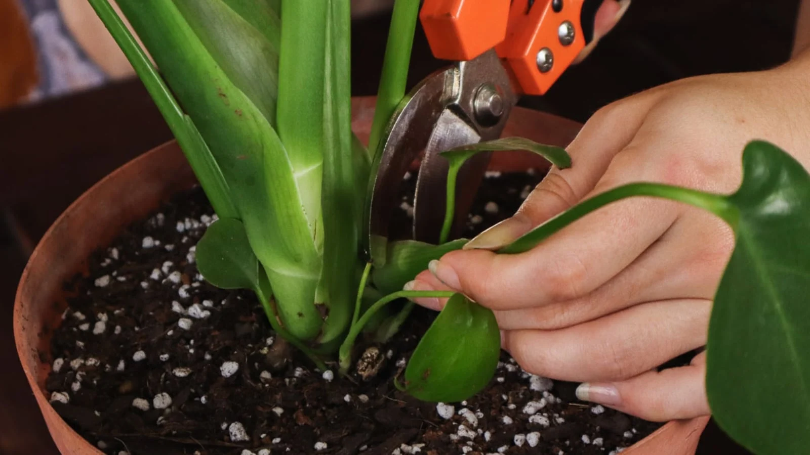 Should I Cut off Yellow Leaves Monstera