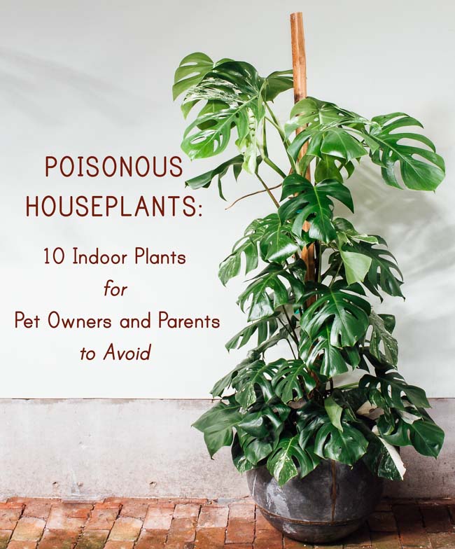 Are Monstera Plants Toxic to Babies