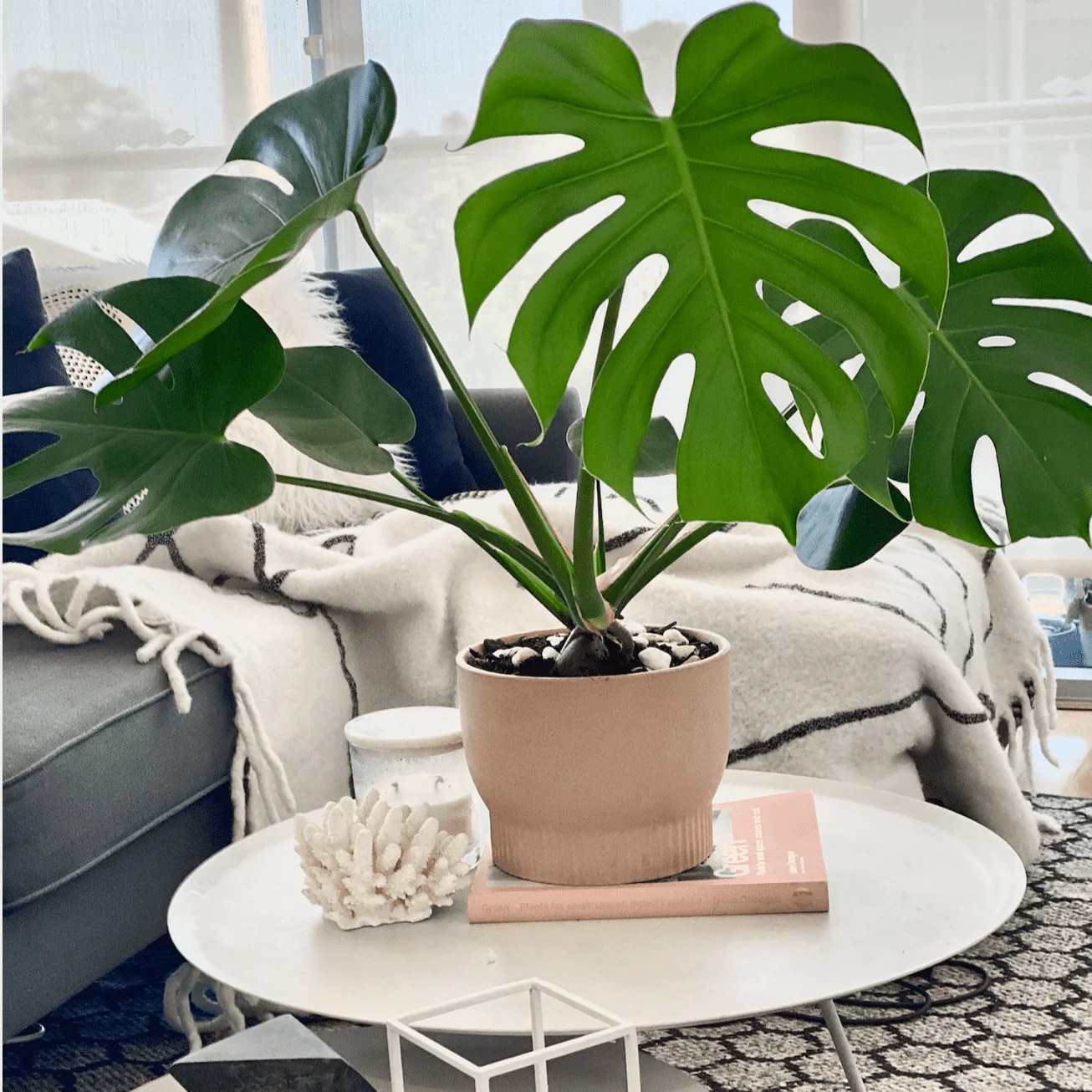 Benefits of Having Monstera Plant