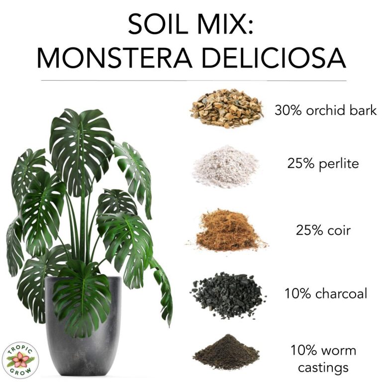 Best Monstera Mix