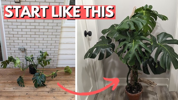 Best Monstera Plant