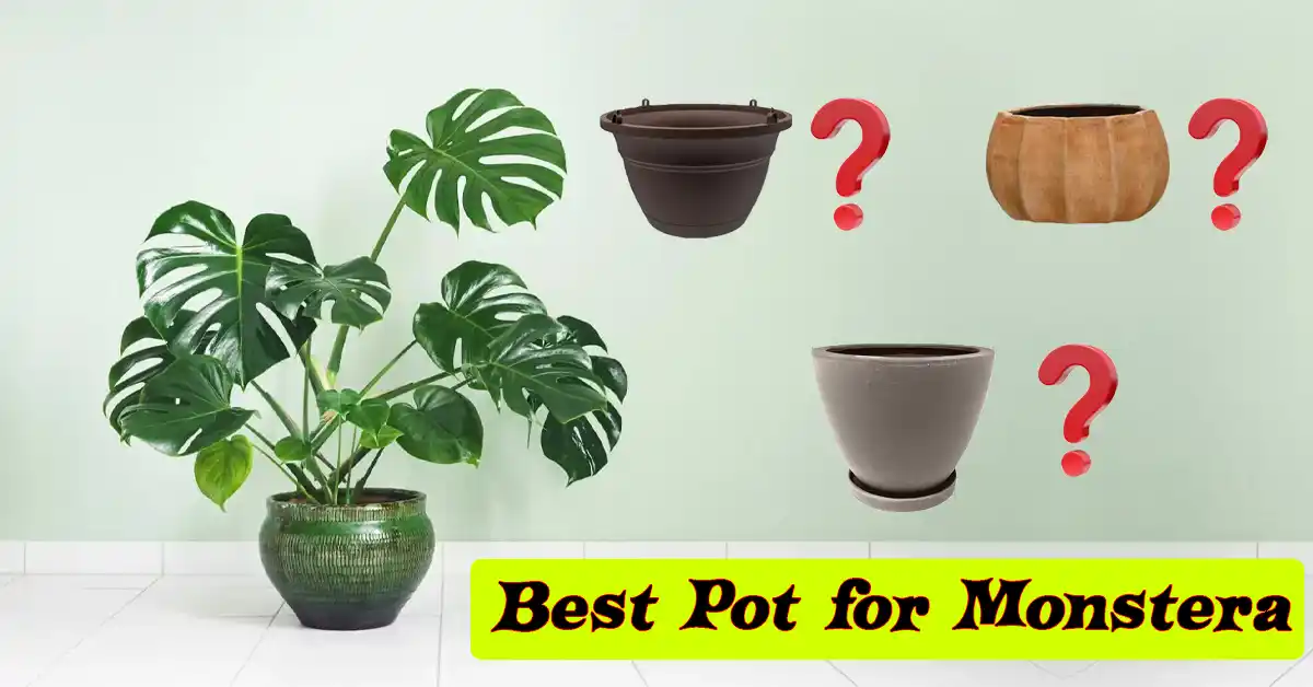Best Monstera Pot