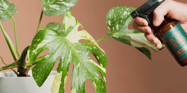 Best Way to Clean Monstera Leaves