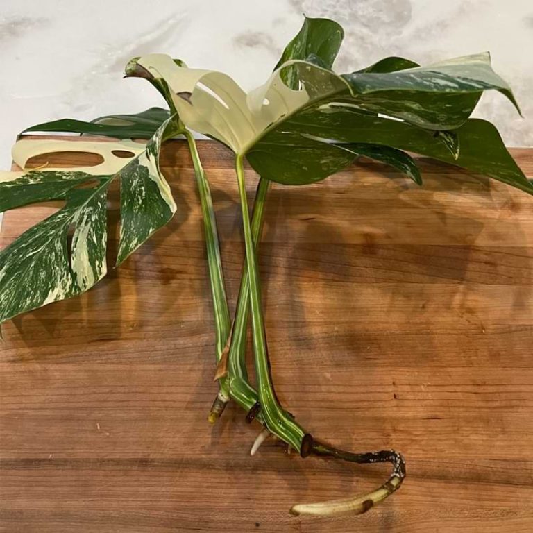 Best Way to Propagate Monstera Albo