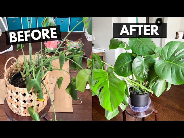 Best Way to Repot Monstera