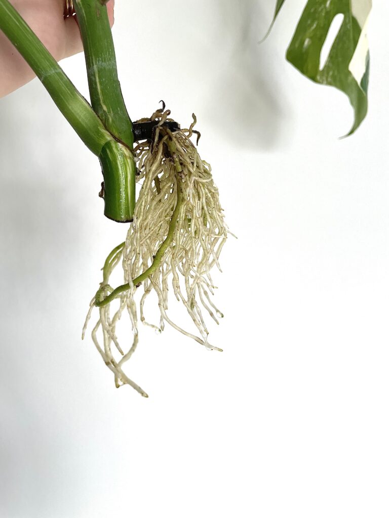 Best Way to Root Monstera Albo