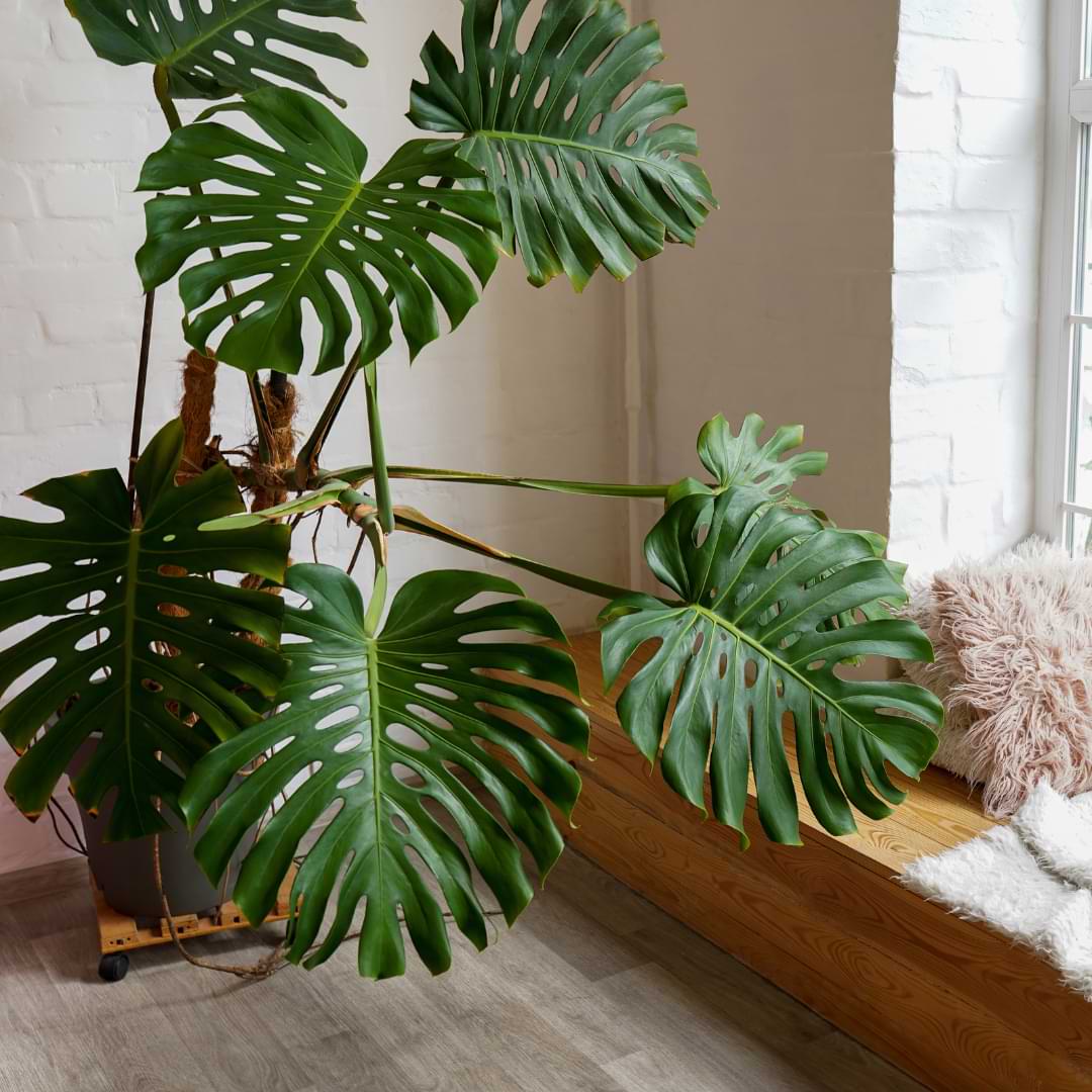 Best Way to Stake Monstera