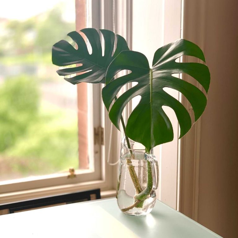 Can I Put My Monstera in Water