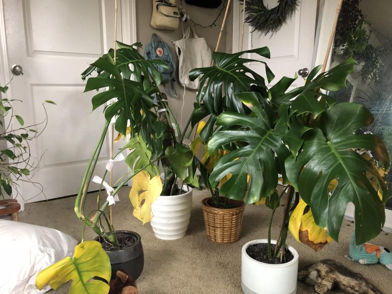 Can I Separate a Monstera