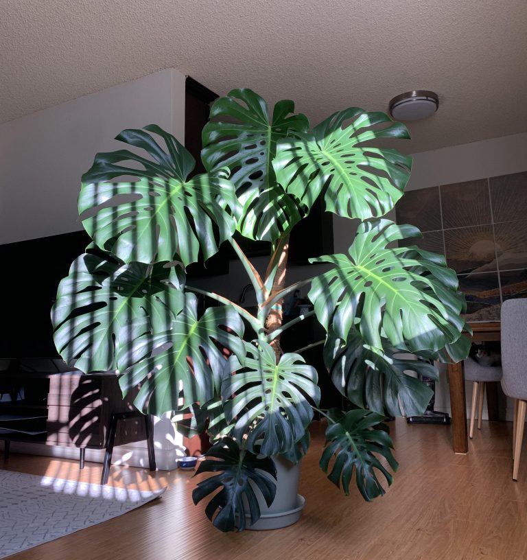 Can Monstera Be in Direct Sunlight