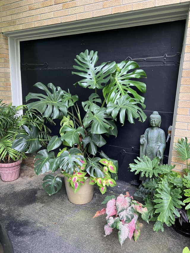 Can Monstera Be Kept Outside