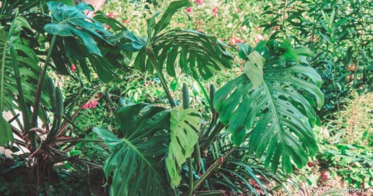 Can Monstera Be Outside