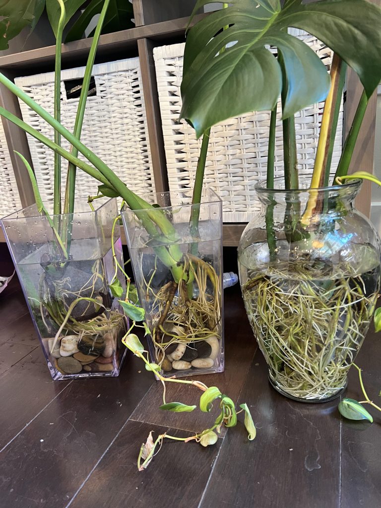 Can Monstera Be Propagated in Water