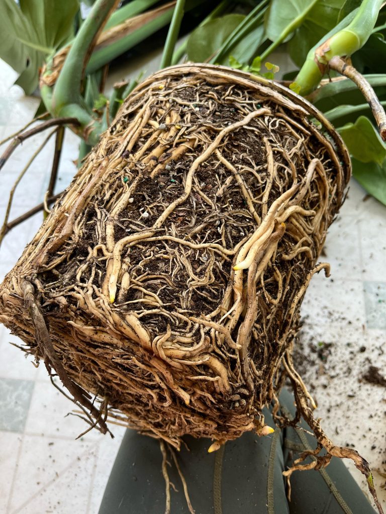 Can Monstera Be Root Bound