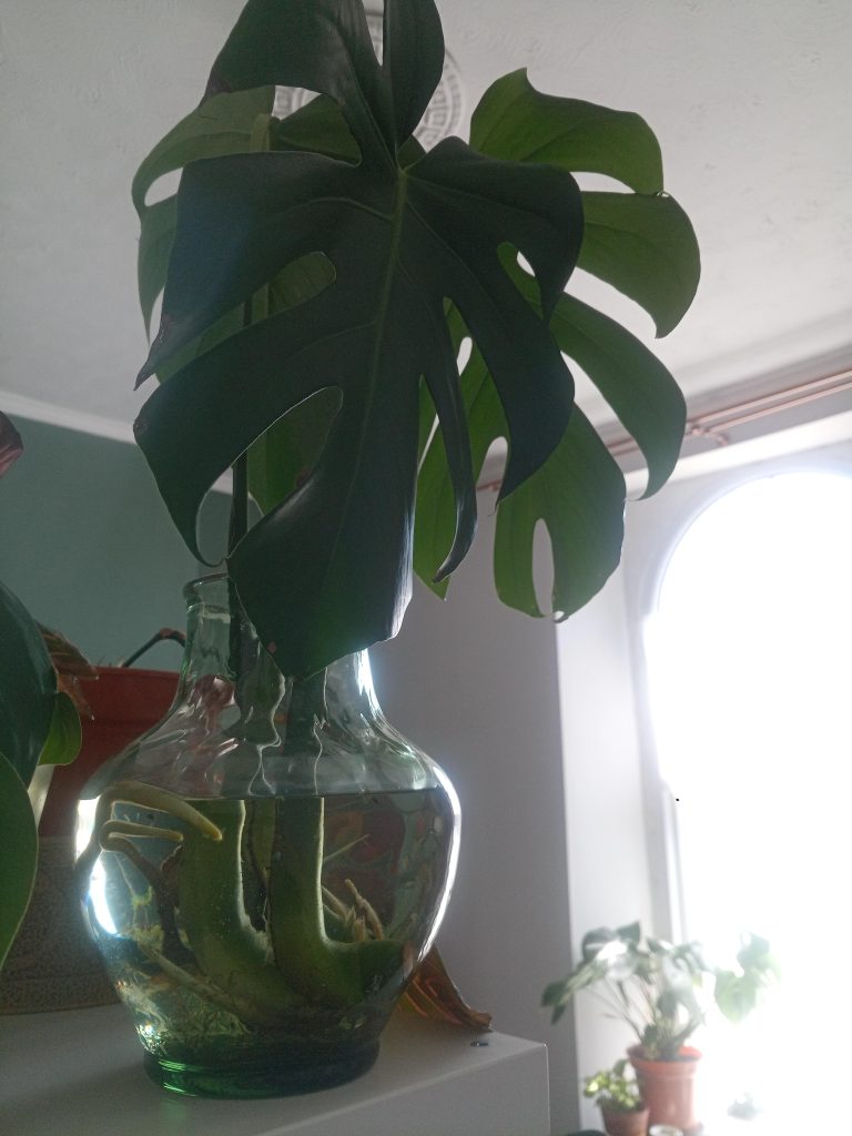 Can Monstera Grow in Water Forever