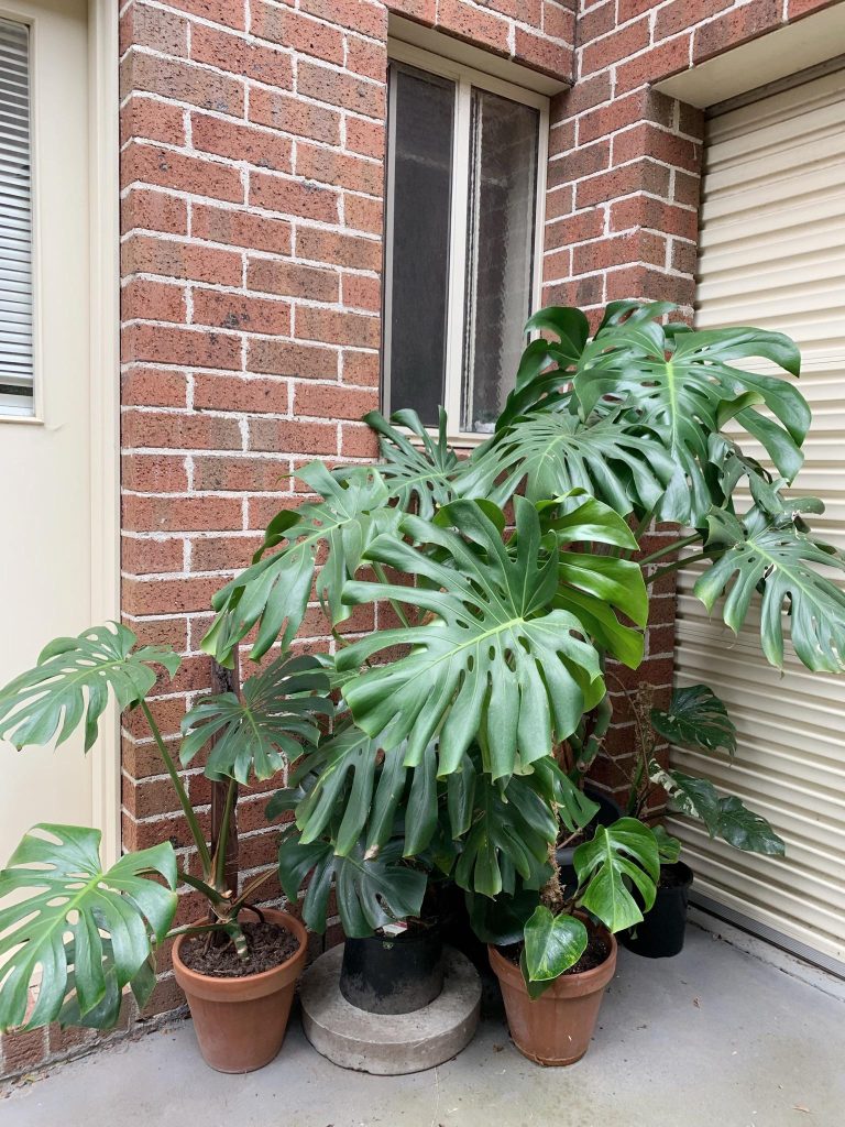 Can Monstera Live Outside