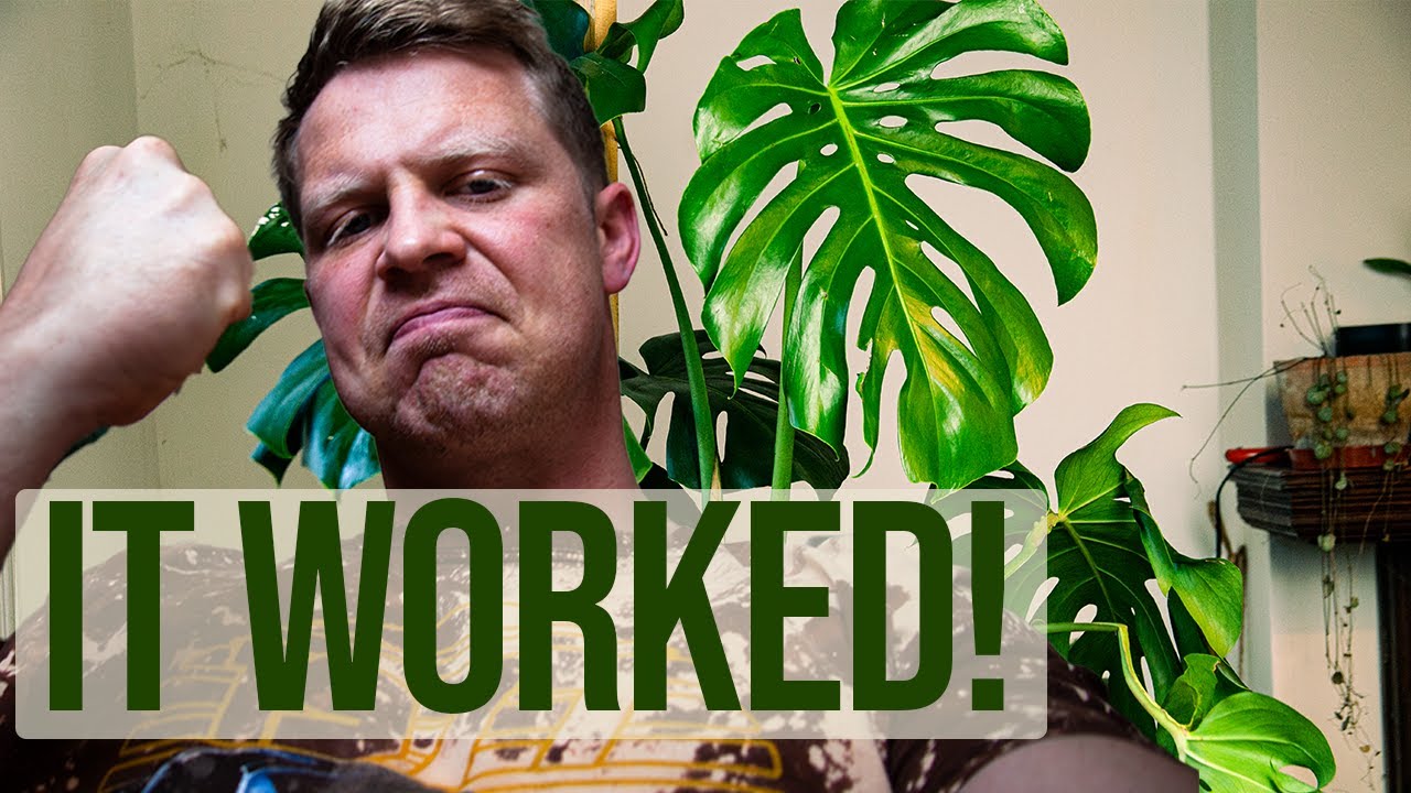 Can Monstera Live Outside Uk