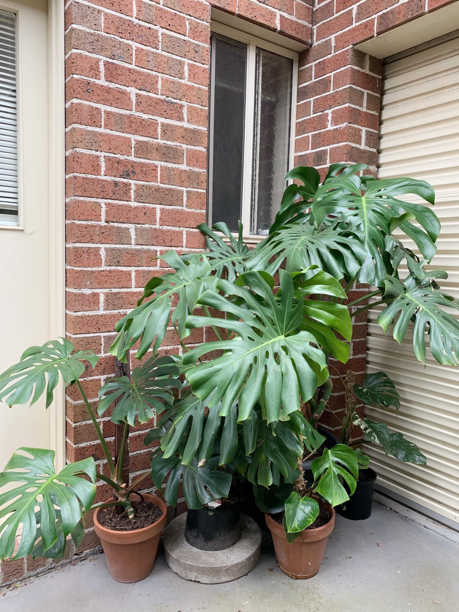 Can Monstera Live Outside