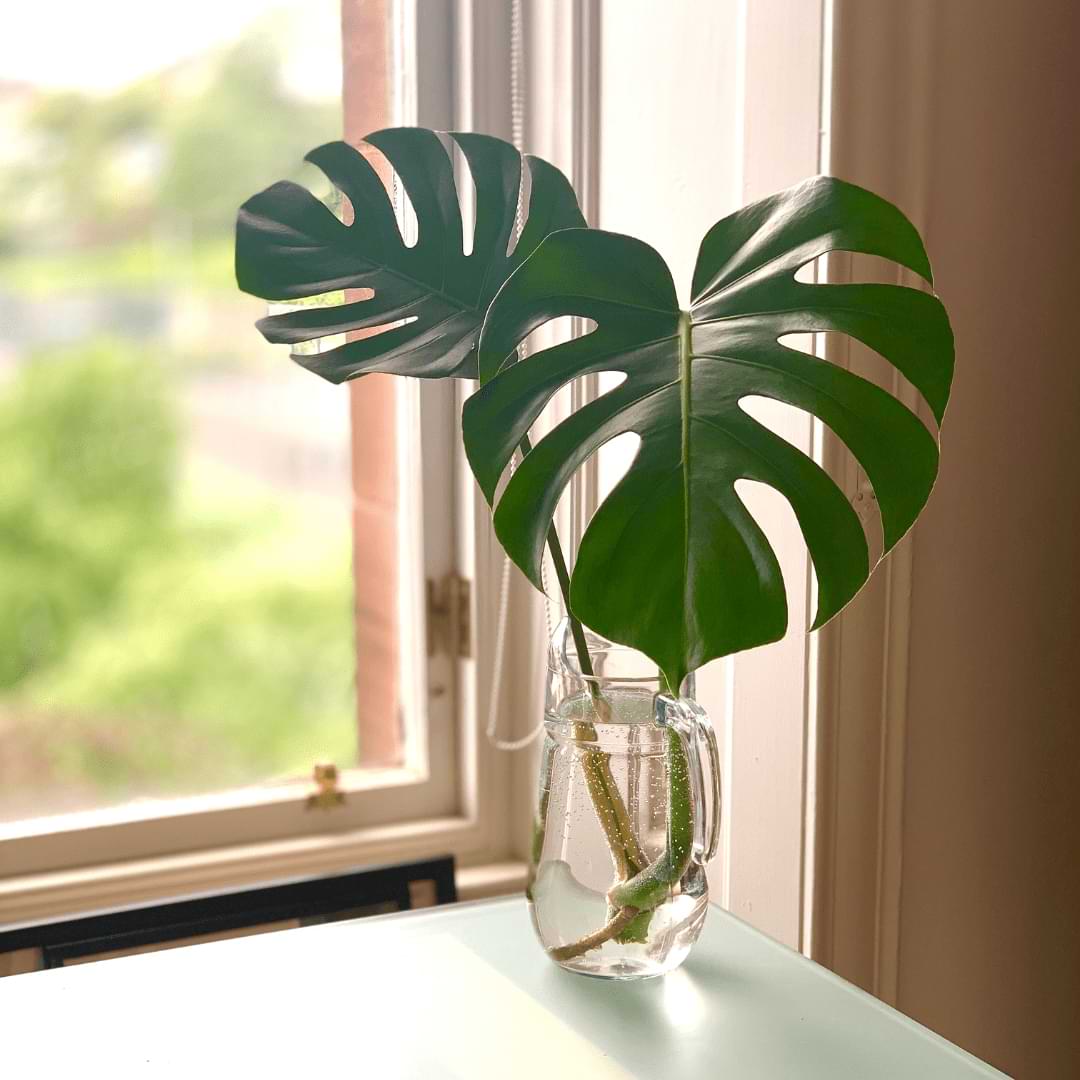 Can Monstera Plant Grow in Water