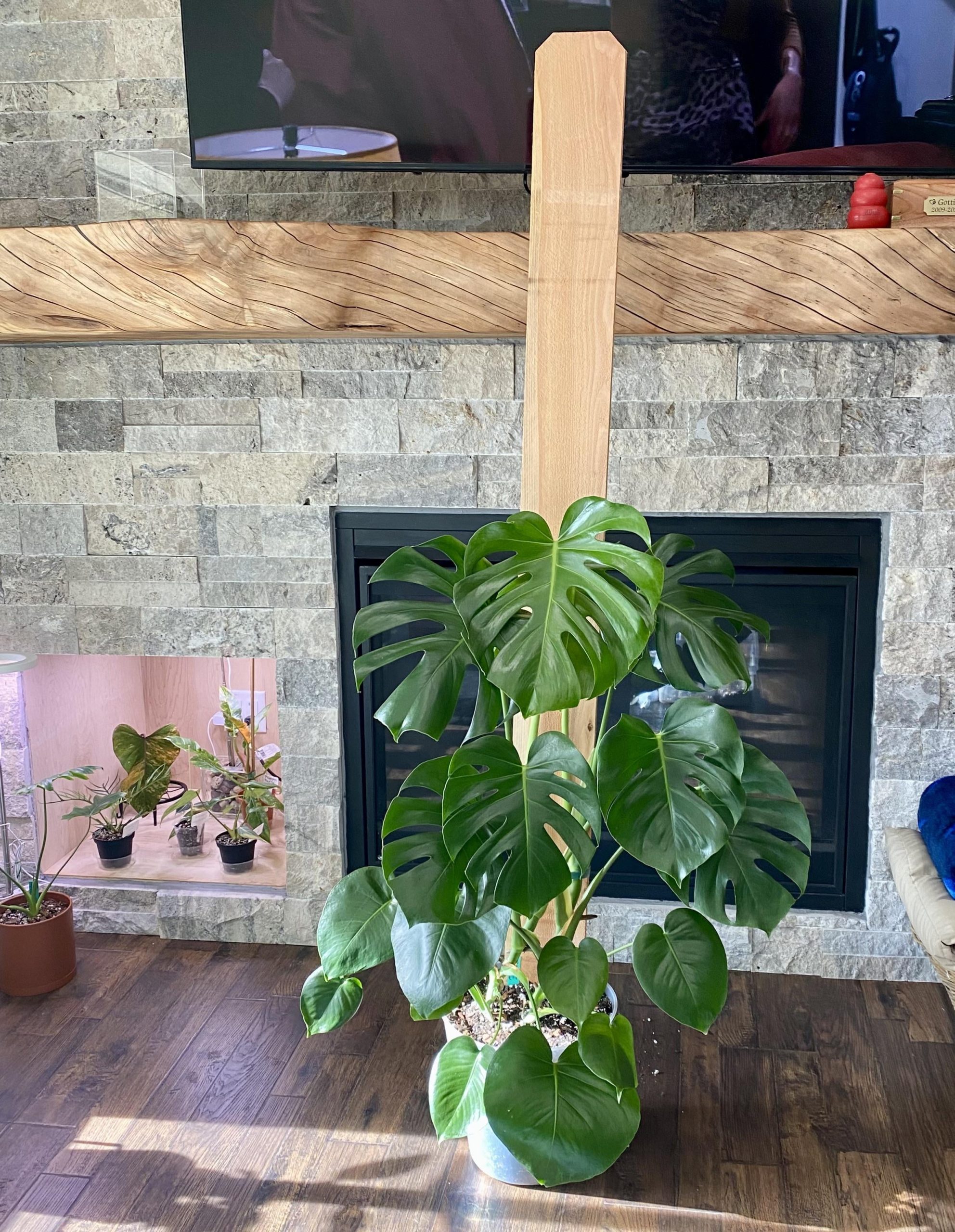 Cheapest Monstera Plant