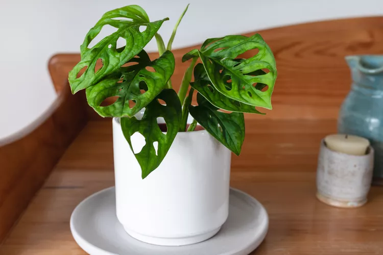 Monstera Adansonii Care Guide