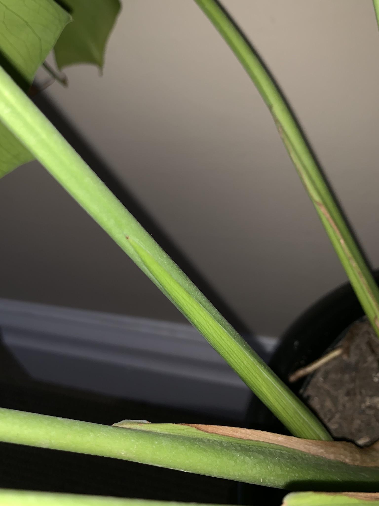 How Do Monstera Leaves Grow