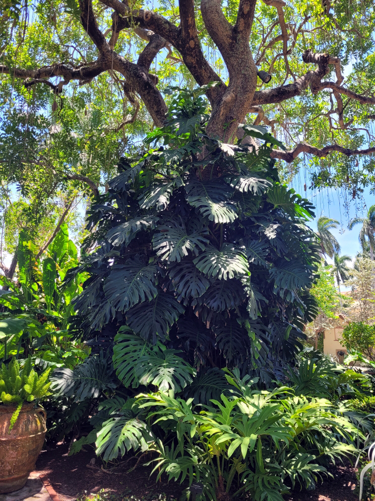 How Do Monstera Reproduce in the Wild