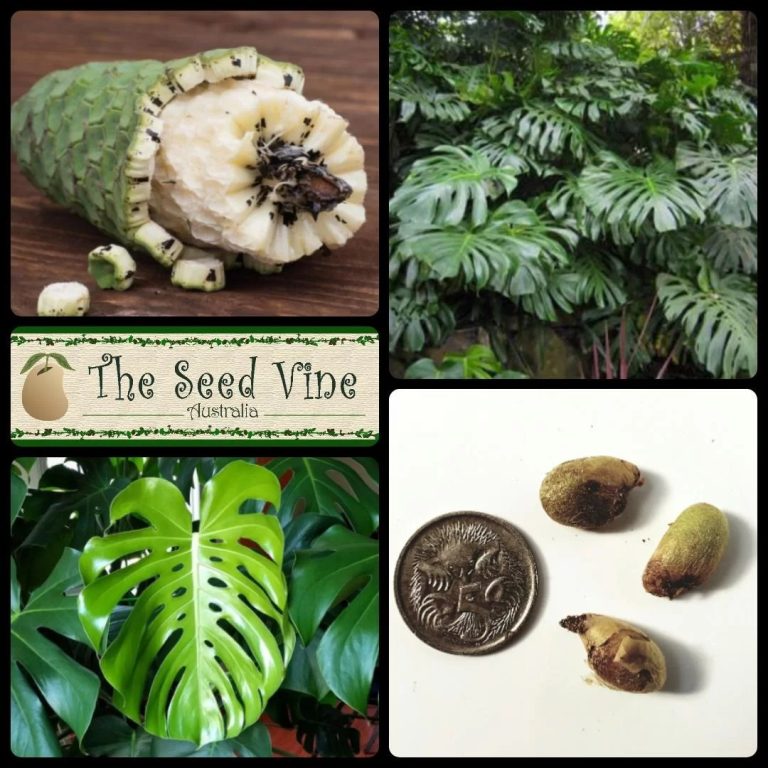 How Do You Get Monstera Seeds