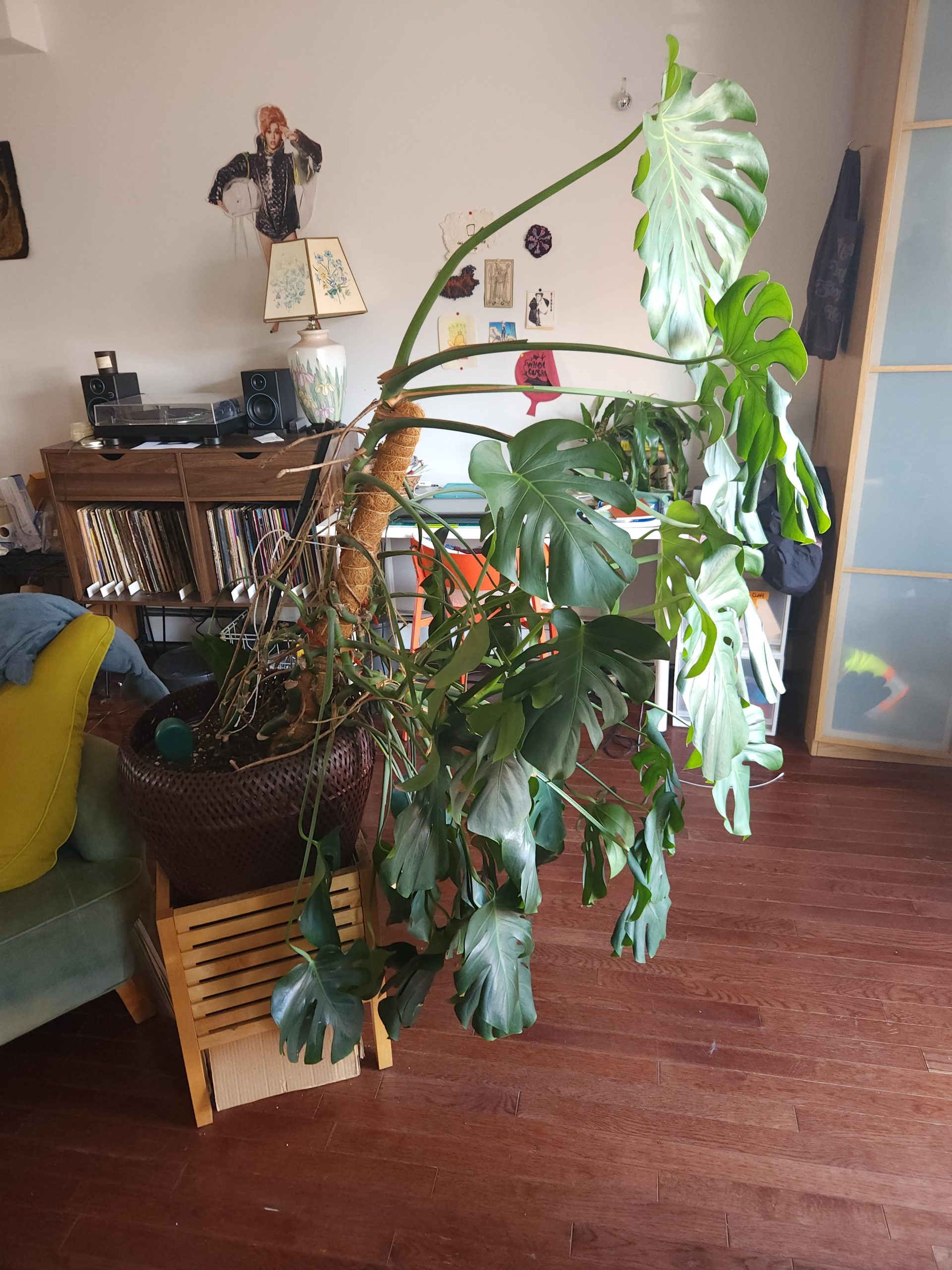 How Do You Keep Monstera Upright