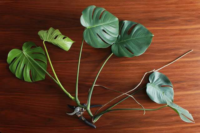 How Do You Propagate Monstera Plant
