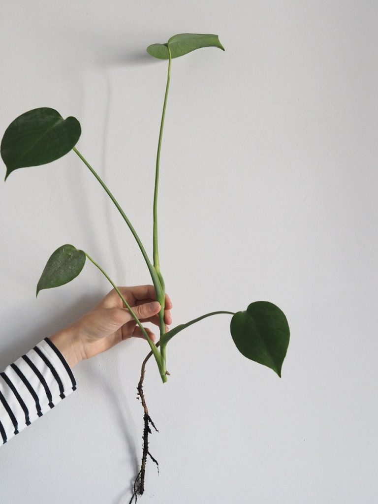 How Long Does Monstera Propagation Take