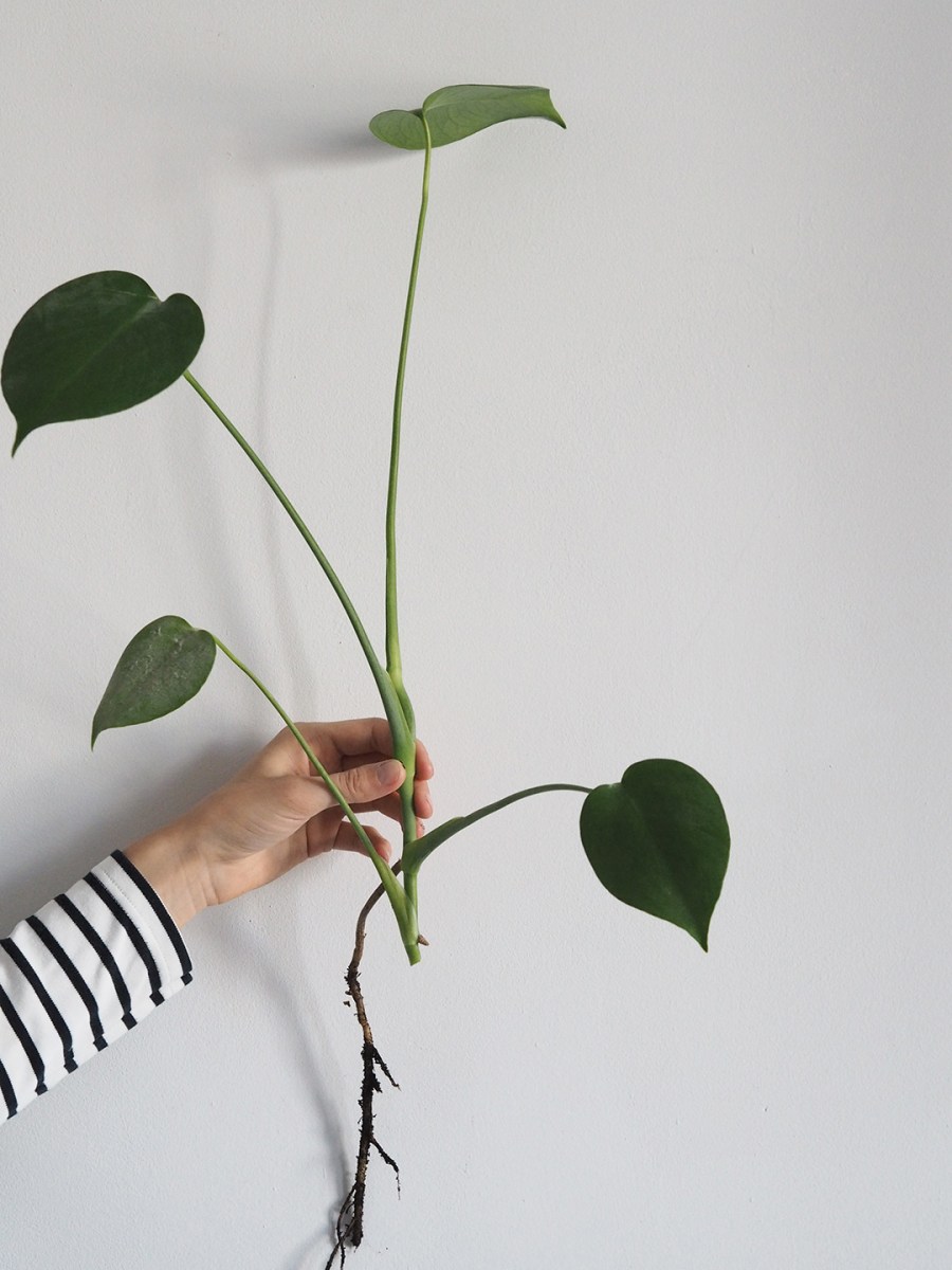 How Long Does Monstera Propagation Take