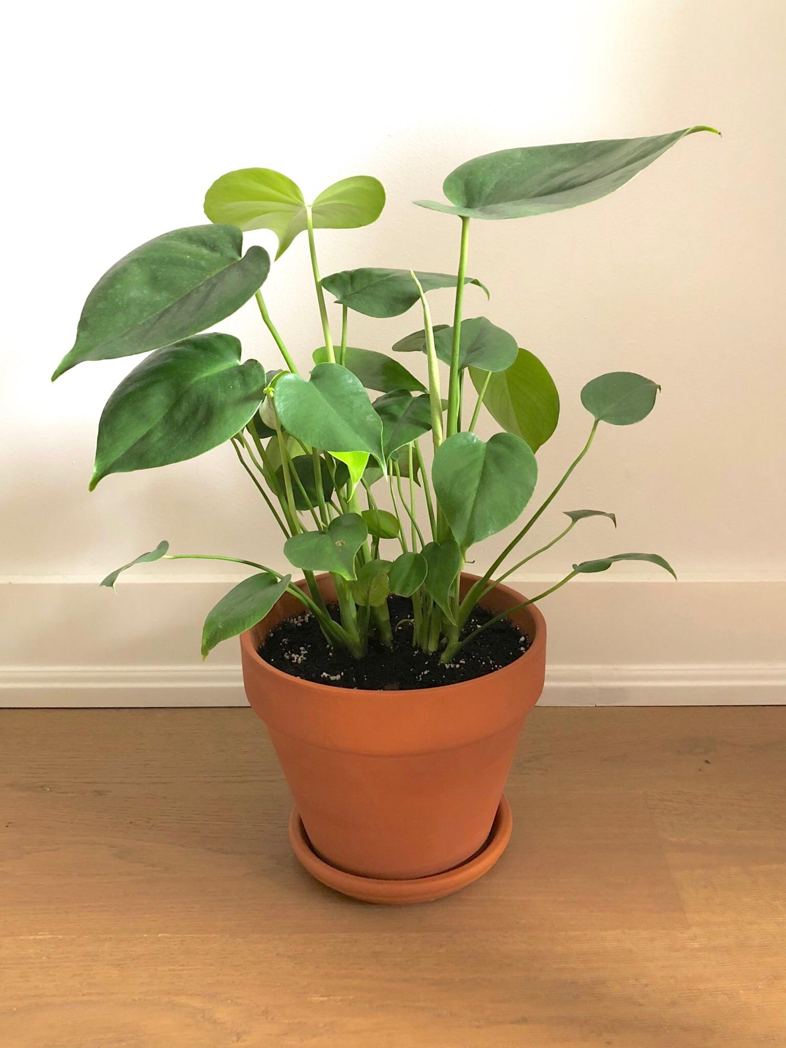 How Long Does Monstera Take to Grow