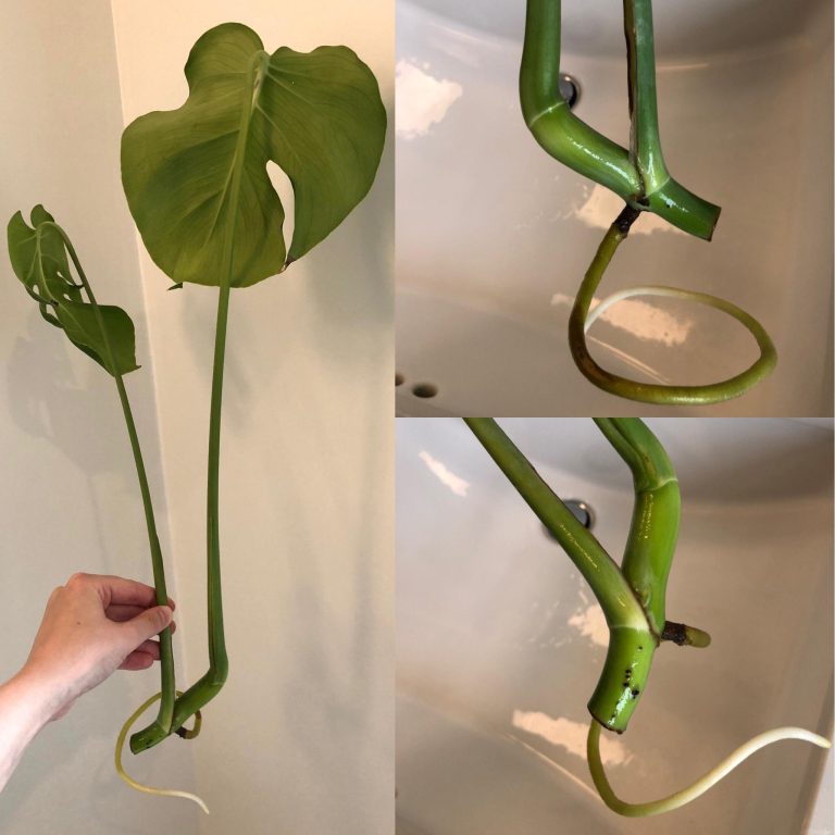 How Long Does Monstera Take to Root in Water