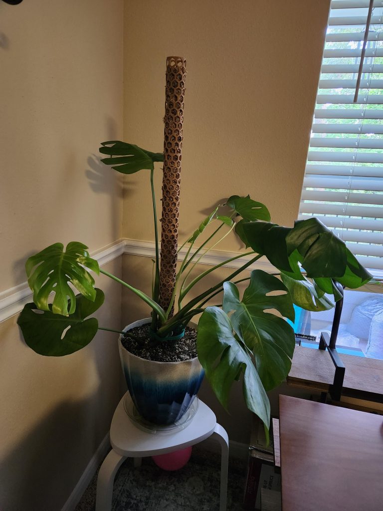 How Many Monstera in One Pot