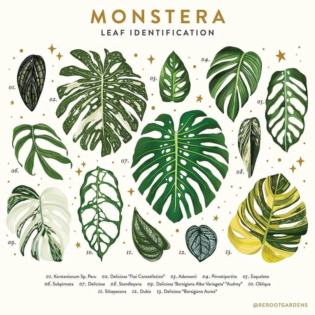 How Many Monstera Plants are There