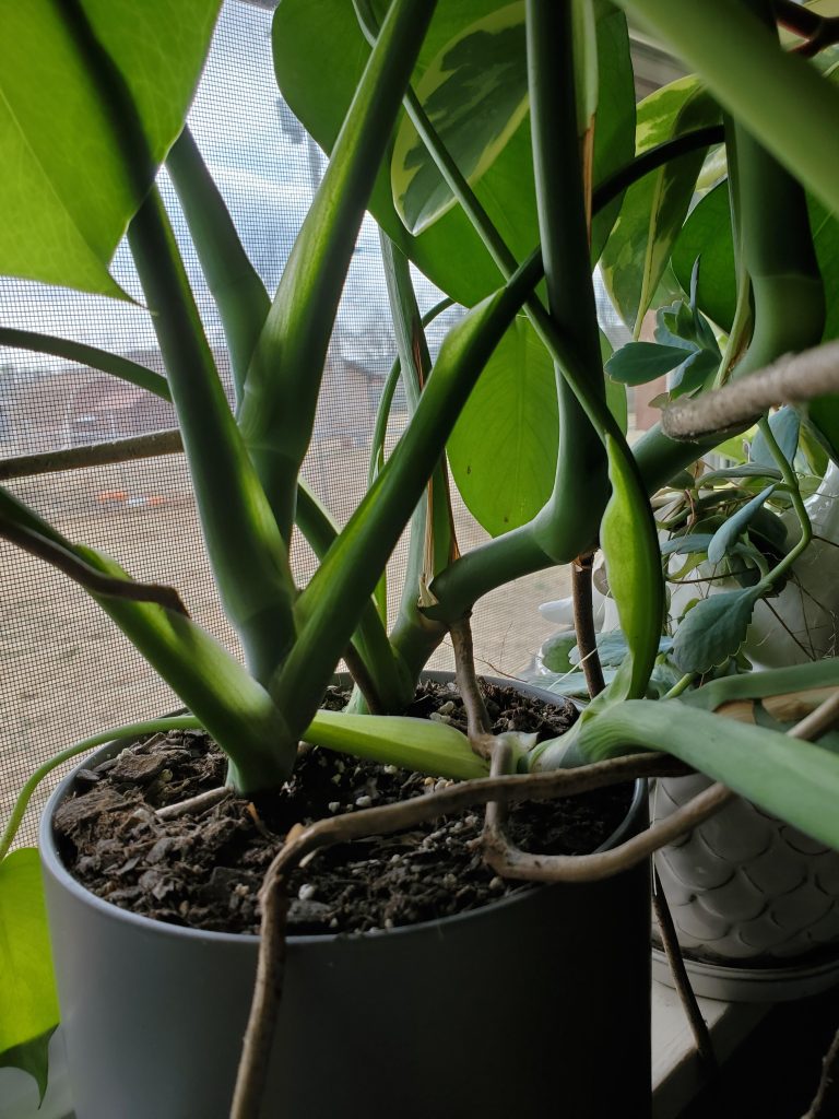 How Many Monstera Plants in One Pot