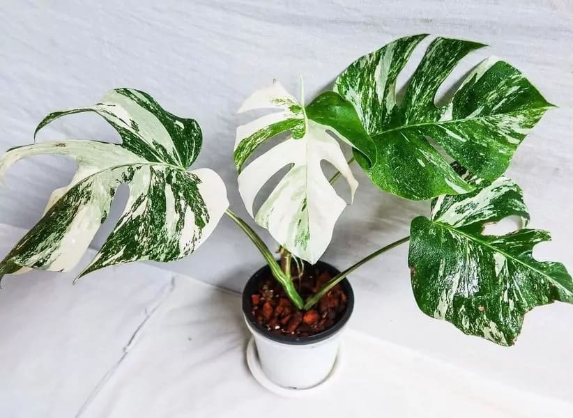 How Much Do Monstera Albos Cost