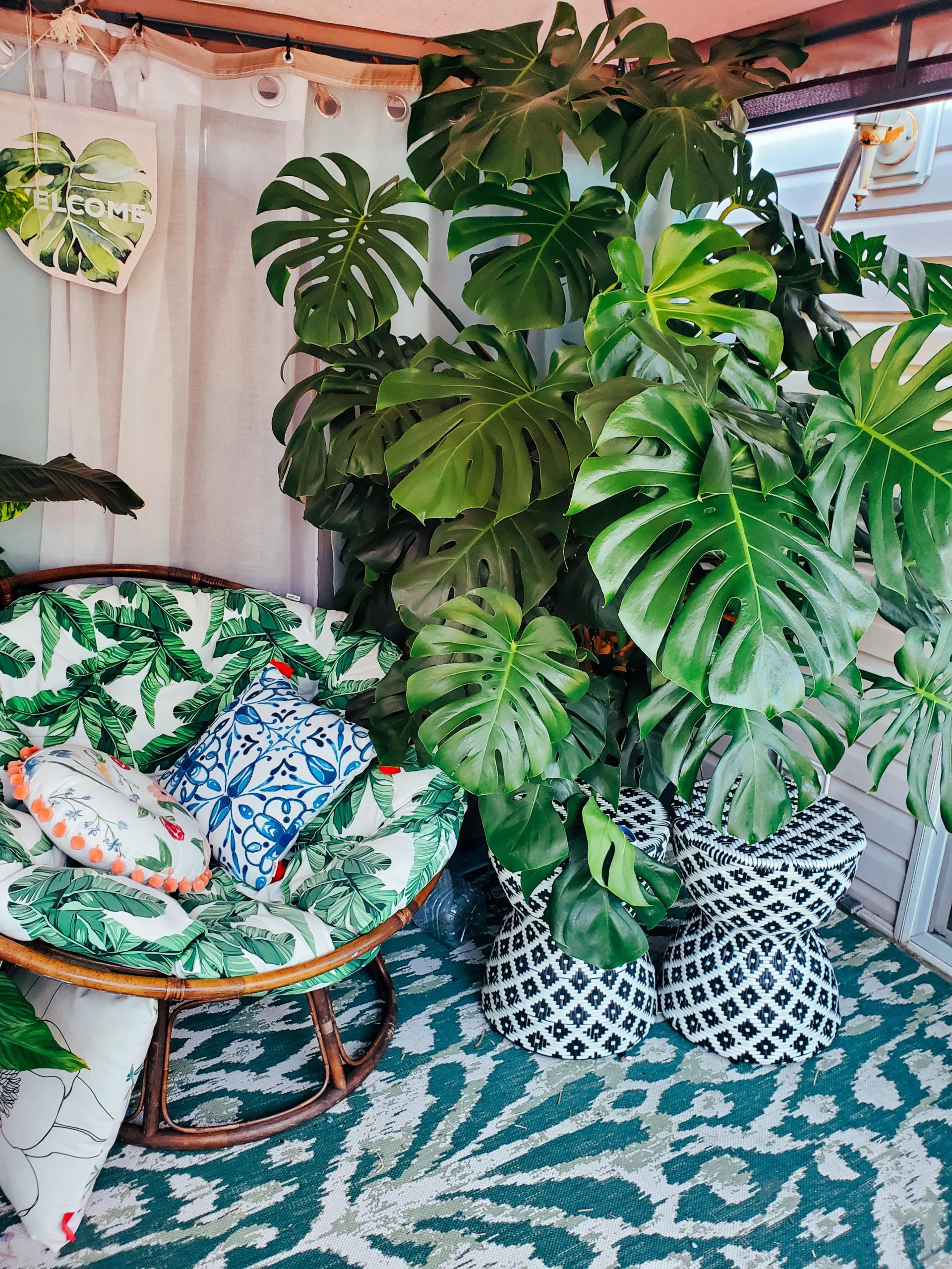 How Much Do Monstera Cost