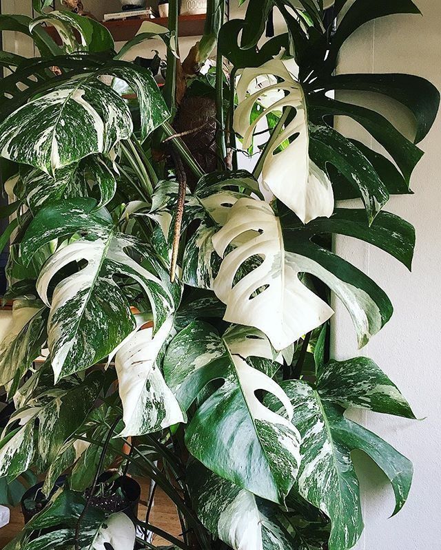 How Much Does a Variegated Monstera Cost