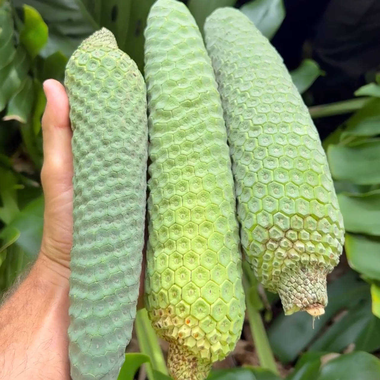 How Much Does Monstera Fruit Cost