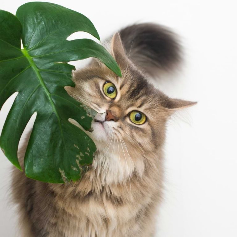 How Much Monstera is Toxic to Cats