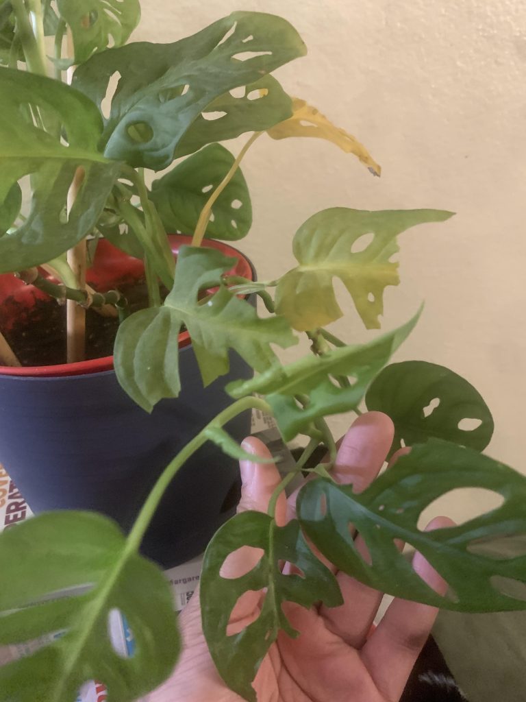 How Much Monstera is Toxic to Rabbits