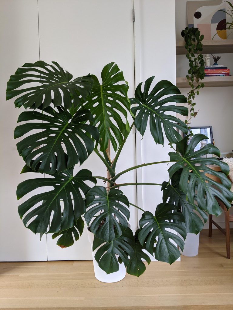 How Much Monstera Plant