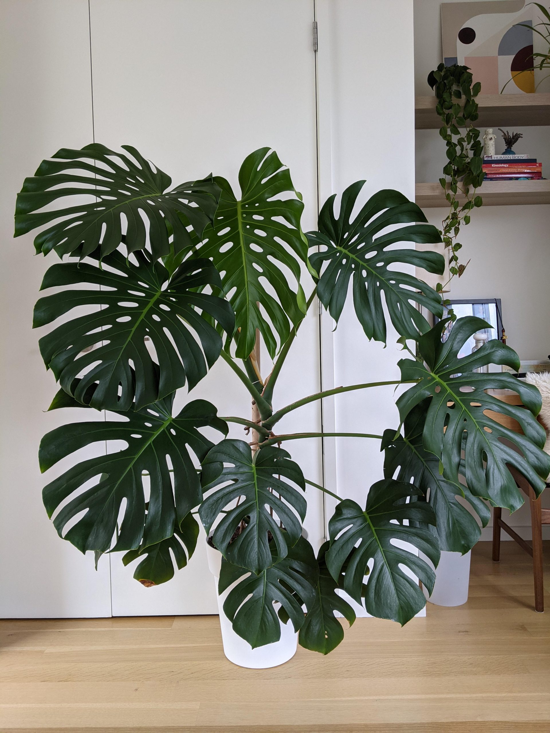 How Much Monstera Plant