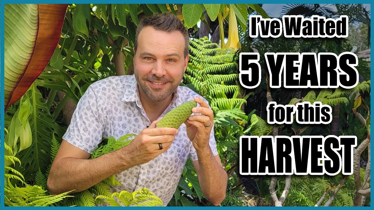 How Often Do Monstera Deliciosa Fruit