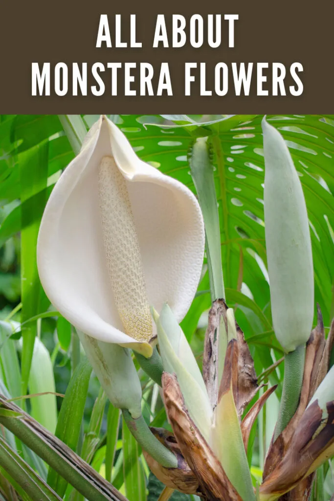 How Often Do Monstera Flower