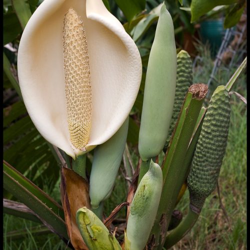 How Often Do Monstera Fruit