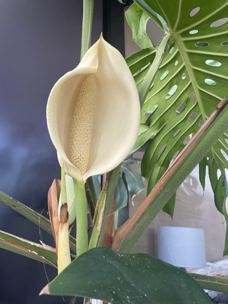 How Often Does Monstera Fruit