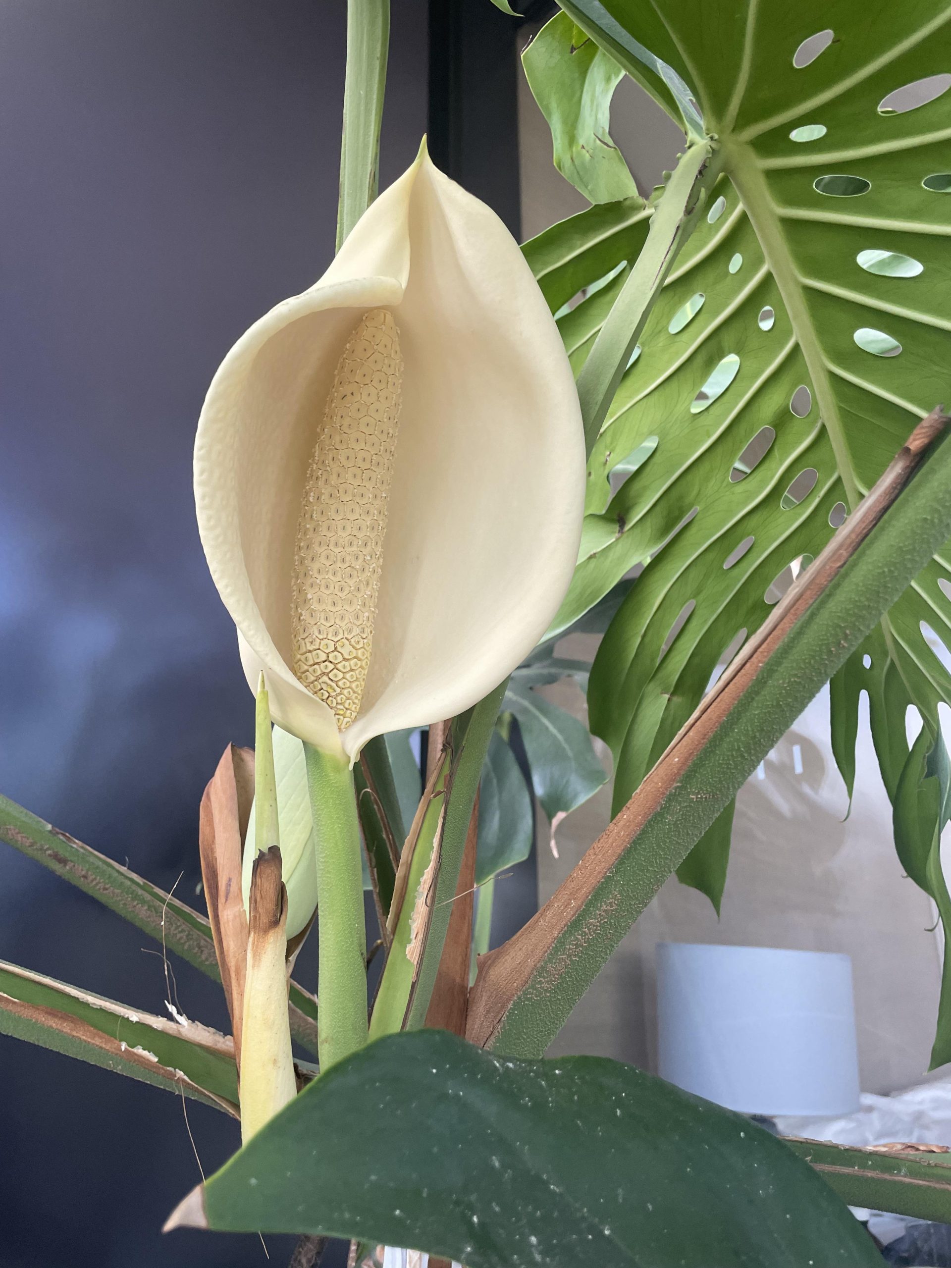 How Often Does Monstera Fruit